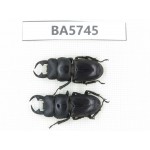 Dorcus sp. China, Guizhou, Qiandongnan, Mt.Leigongshan. 2M. BA5745.