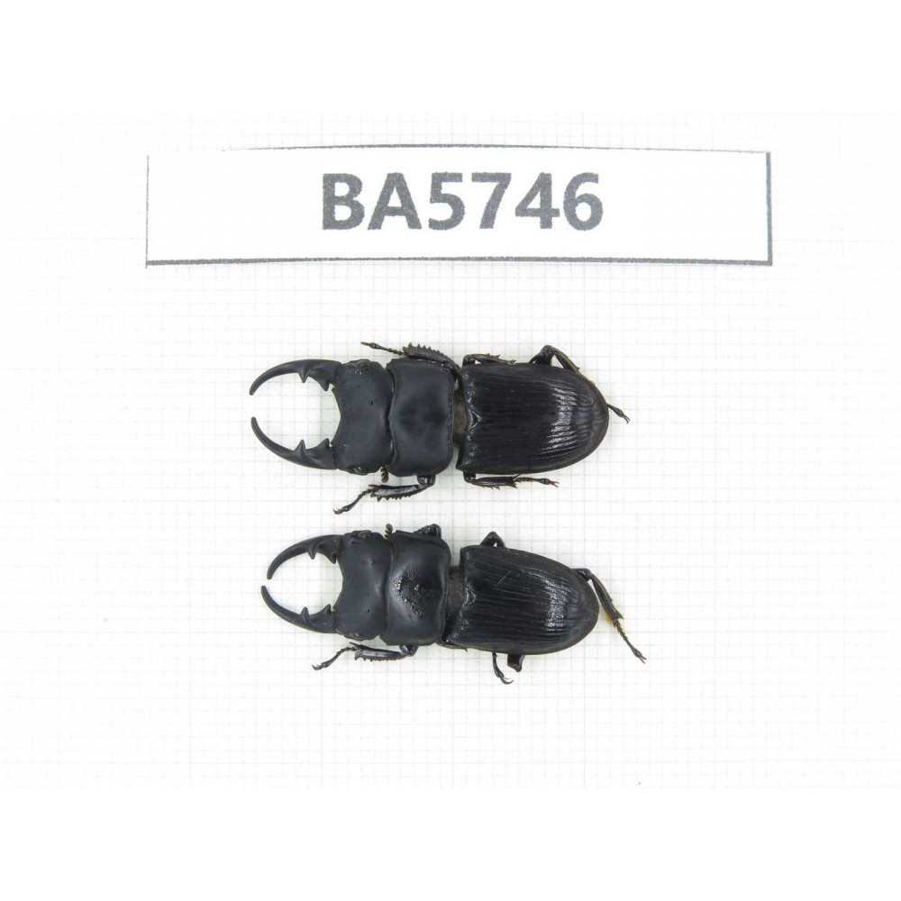 Aegus sp. China, Guizhou, Qiandongnan, Mt.Leigongshan. 2M. BA5746.