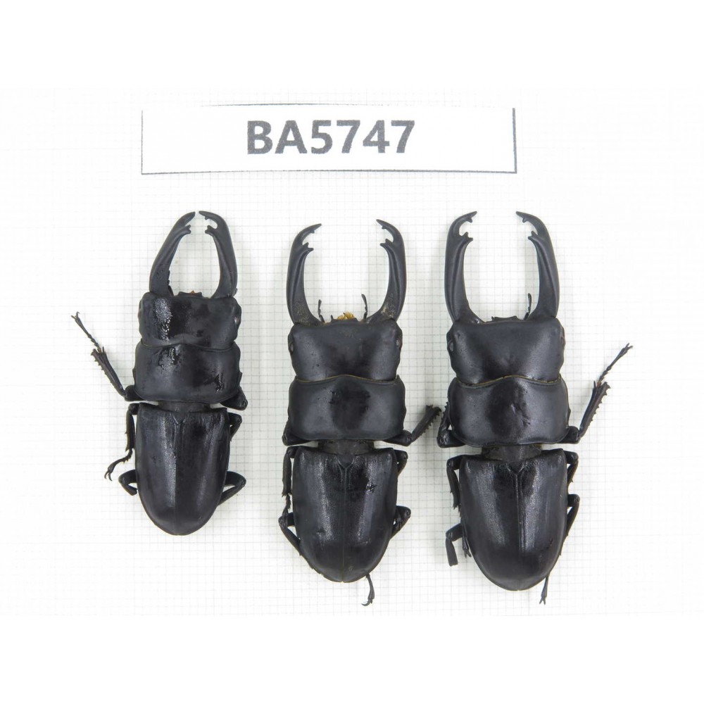 Dorcus sp. China, Guizhou, Qiandongnan, Mt.Leigongshan. 3M. BA5747.