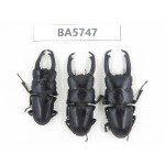 Dorcus sp. China, Guizhou, Qiandongnan, Mt.Leigongshan. 3M. BA5747.