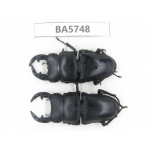 Dorcus sp. China, Guizhou, Qiandongnan, Mt.Leigongshan. 2M. BA5748.