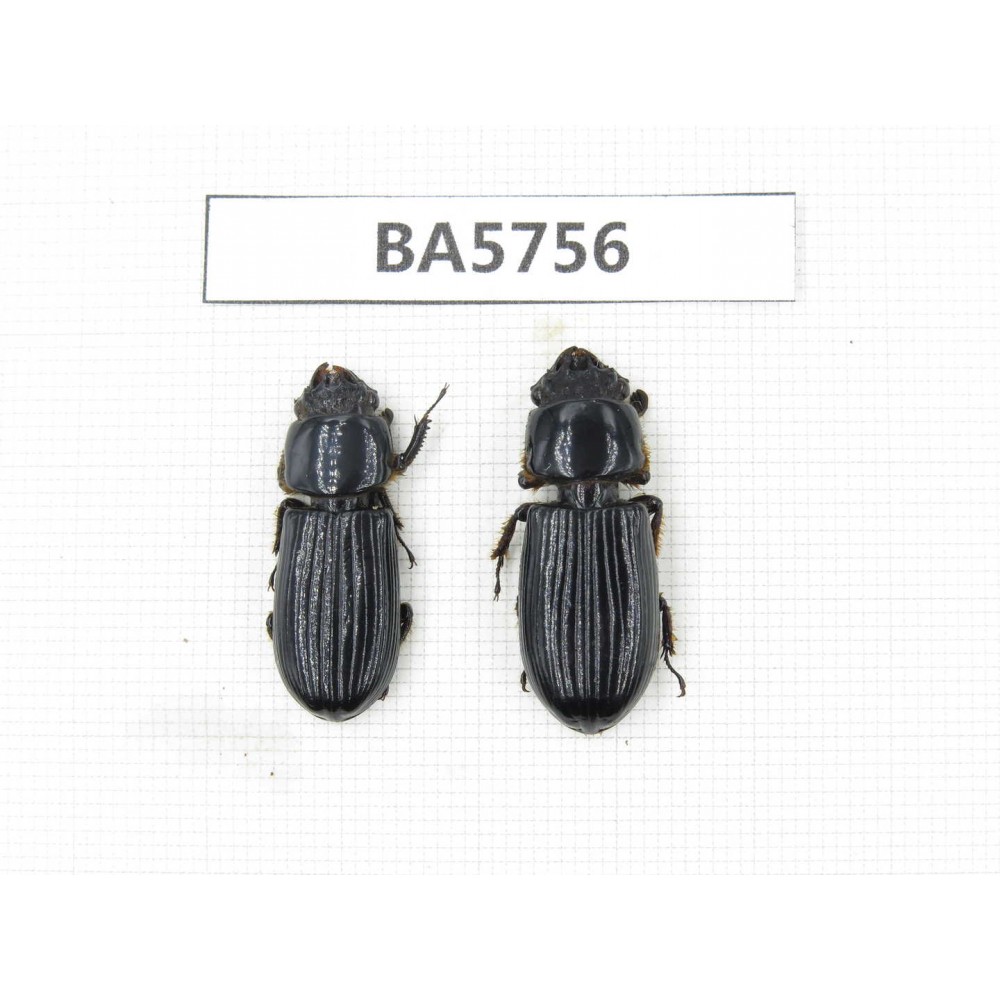 Passalidae sp. China, Yunnan, Pingbian county, Mt.Daweishan. 2Pcs. BA5756.