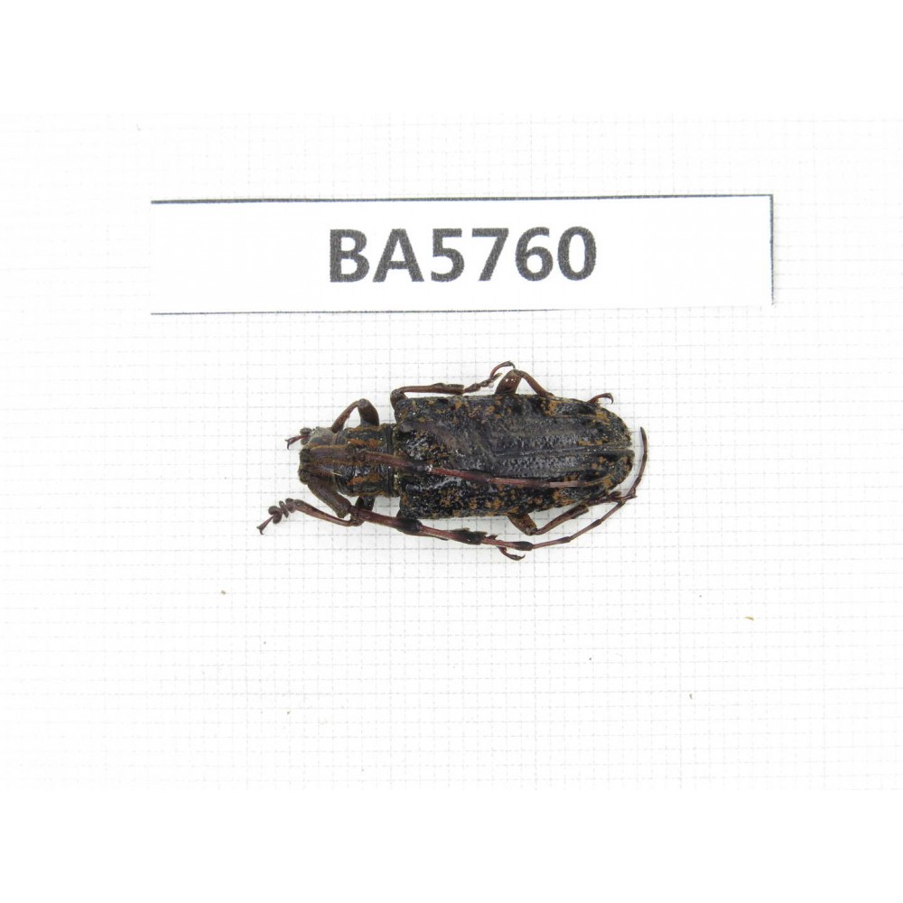 Cerambycidae sp. China, Yunnan, Pingbian county, Mt.Daweishan. 1Pcs. BA5760.