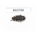 Cerambycidae sp. China, Yunnan, Pingbian county, Mt.Daweishan. 1Pcs. BA5760.