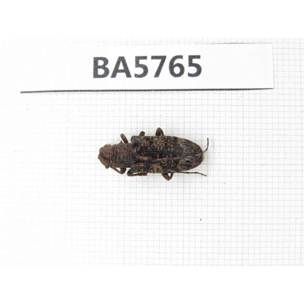 Cerambycidae sp. China, Yunnan, Chuxiong, N of Mt.Ailaoshan. 1Pcs. BA5765.
