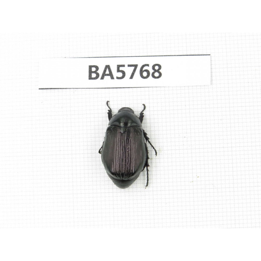 Rutelidae sp. China, Yunnan, Lijiang, W of Yulong county. 1Pcs. BA5768.
