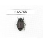 Rutelidae sp. China, Yunnan, Lijiang, W of Yulong county. 1Pcs. BA5768.