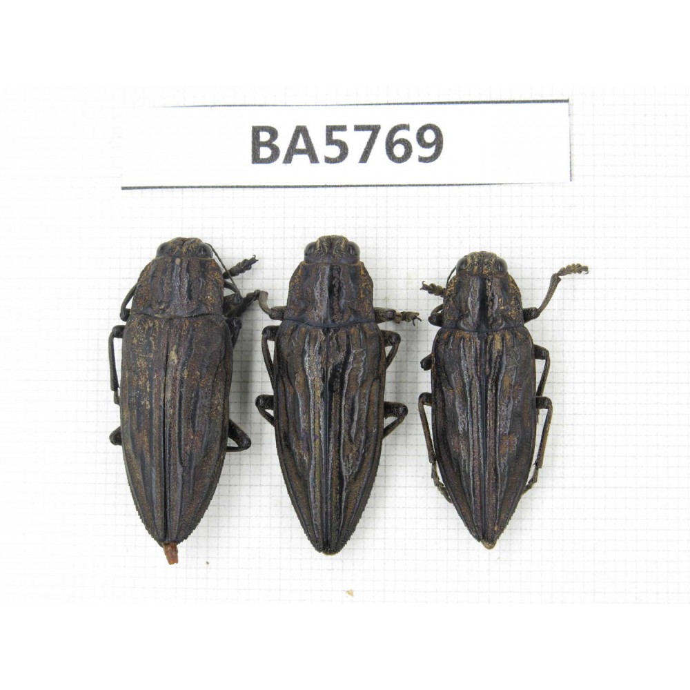 Buprestidae sp. China, Yunnan, Lijiang, W of Yulong county. 3Pcs. BA5769.