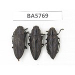 Buprestidae sp. China, Yunnan, Lijiang, W of Yulong county. 3Pcs. BA5769.