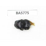 Geotrupidae sp. China, Yunnan, Dali, Fengyi. 1Pcs. BA5775.