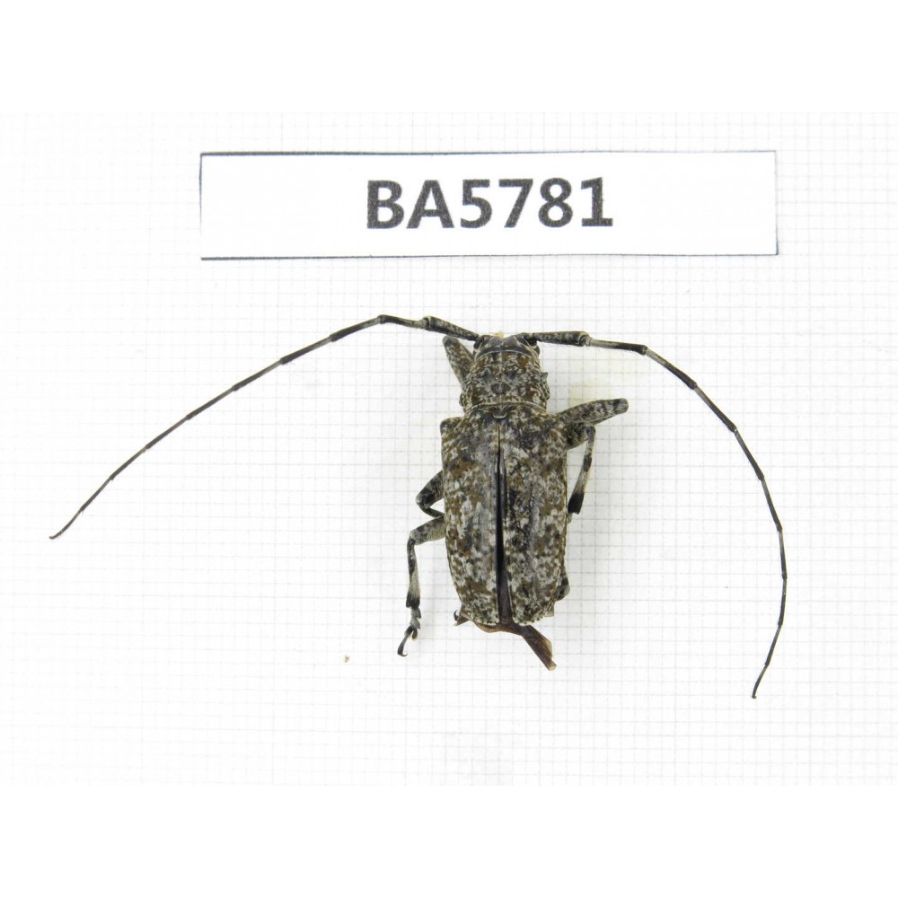 Cerambycidae sp. China, Yunnan, Dali, S of Mt.Cangshan. 1Pcs. BA5781.