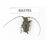 Cerambycidae sp. China, Yunnan, Dali, S of Mt.Cangshan. 1Pcs. BA5781.