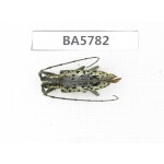 Cerambycidae sp. China, Yunnan, Dali, S of Mt.Cangshan. 1Pcs. BA5782.