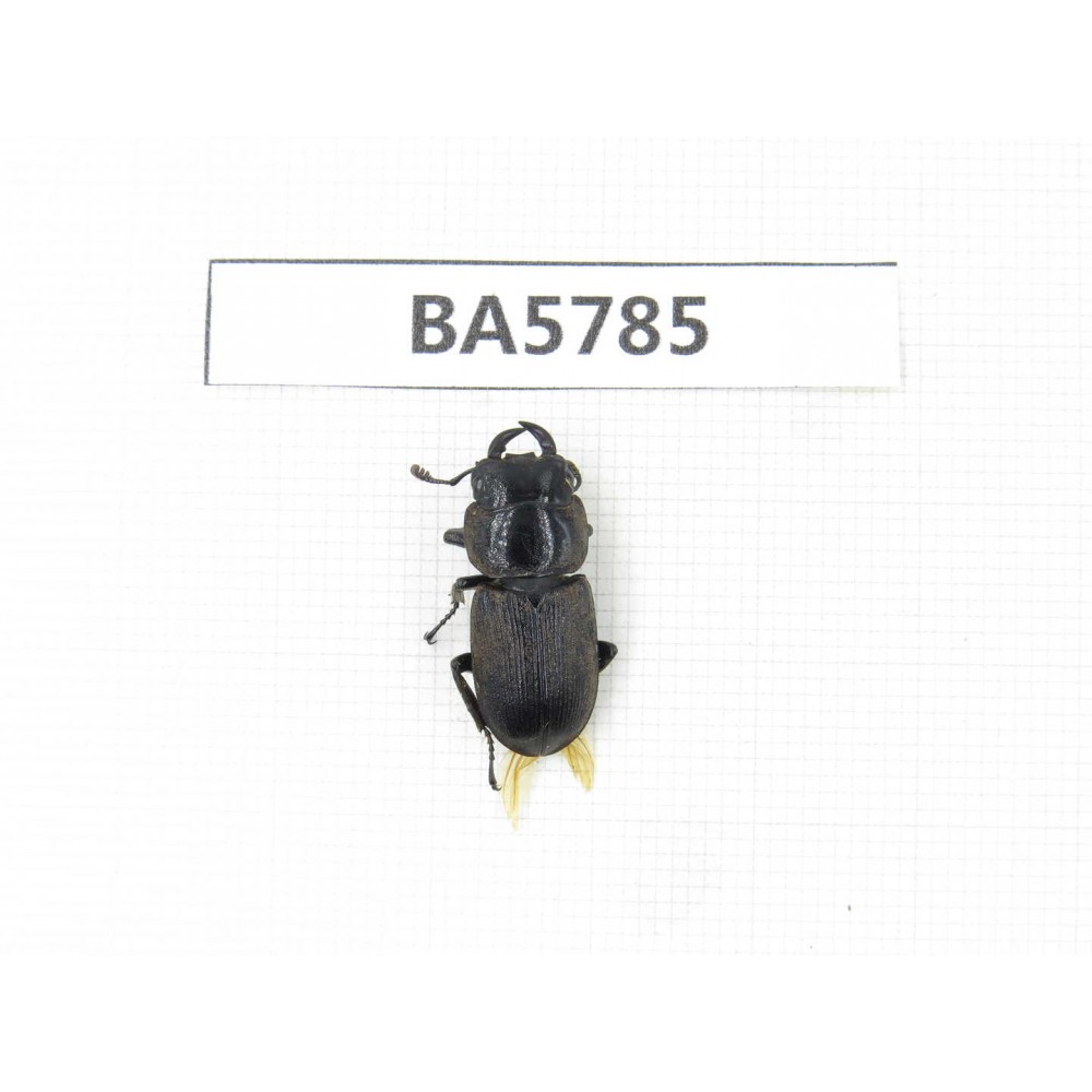 Dorcus sp. China, Yunnan, Dali, S of Mt.Cangshan. 1M. BA5785.