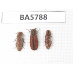 Elateridae sp. China, Yunnan, Lijiang, Yulong county, Tacheng. 3Pcs. BA5788.