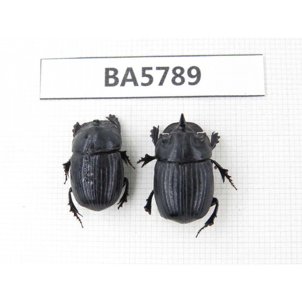 Geotrupidae sp. China, Yunnan, Dehong, Yingjiang county. 2Pcs. BA5789.