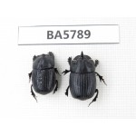 Geotrupidae sp. China, Yunnan, Dehong, Yingjiang county. 2Pcs. BA5789.