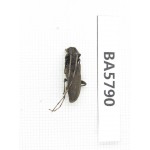 Cerambycidae sp. China, Yunnan, Dehong, Yingjiang county. 1Pcs. BA5790.