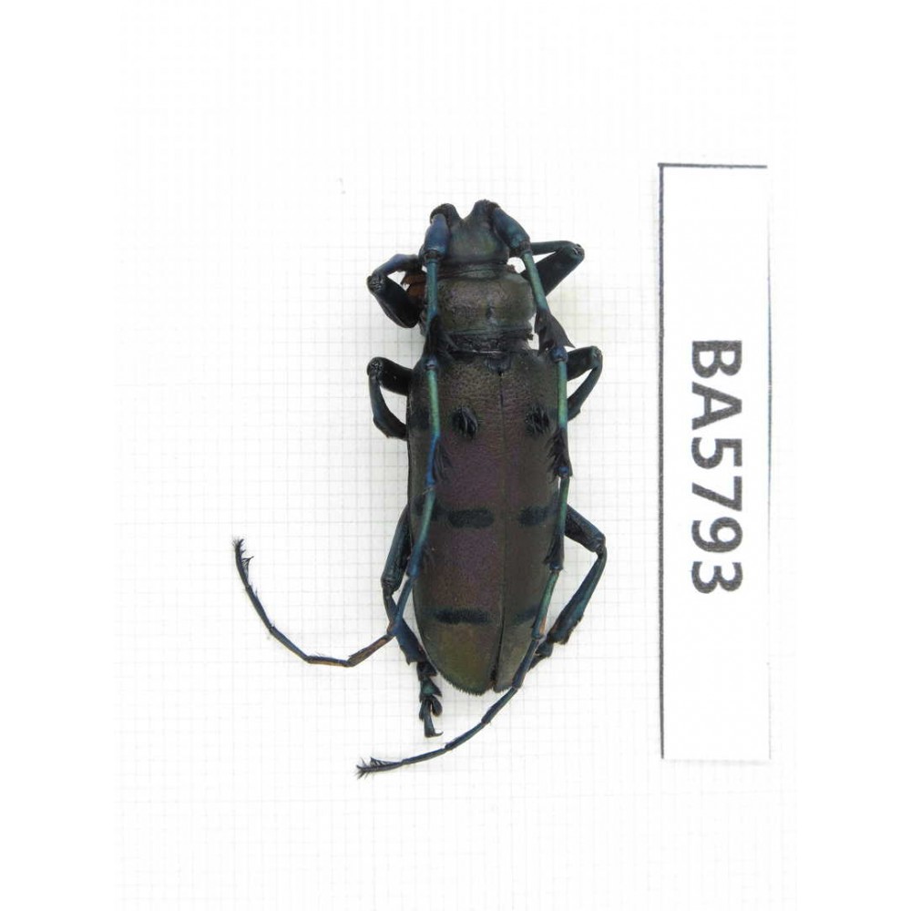 Cerambycidae sp. China, Yunnan, Dehong, Yingjiang county. 1Pcs. BA5793.