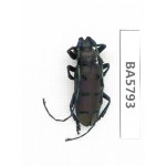 Cerambycidae sp. China, Yunnan, Dehong, Yingjiang county. 1Pcs. BA5793.