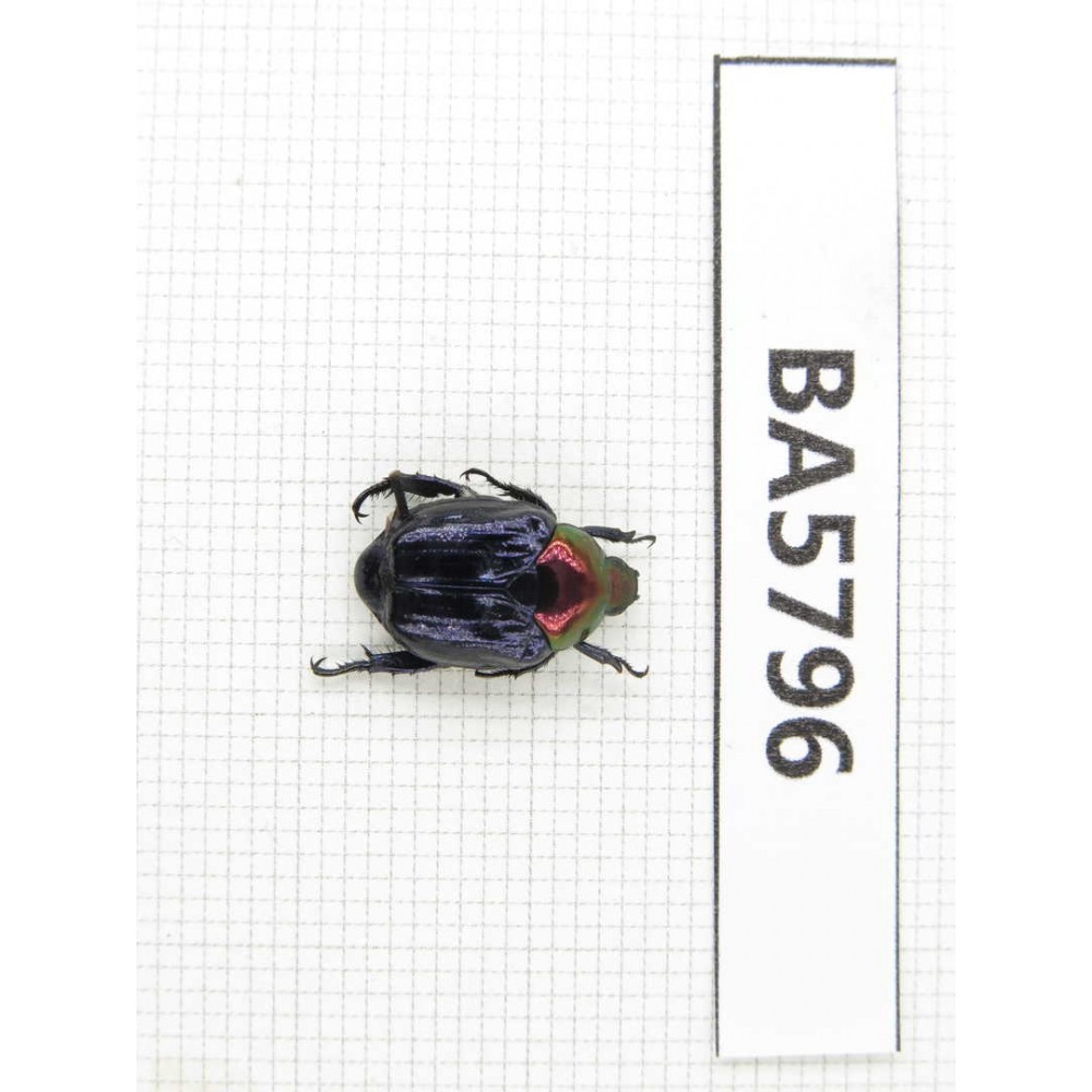 Cetoniidae sp. China, Yunnan, Xiangerila, Mt.Daxueshan. 1Pcs. BA5796.