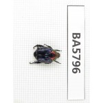 Cetoniidae sp. China, Yunnan, Xiangerila, Mt.Daxueshan. 1Pcs. BA5796.