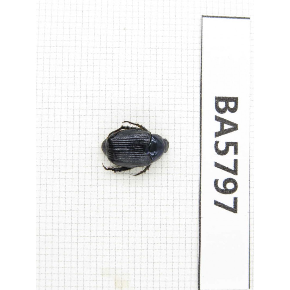 Rutelidae sp. China, Yunnan, Xiangerila, Mt.Daxueshan. 1Pcs. BA5797.