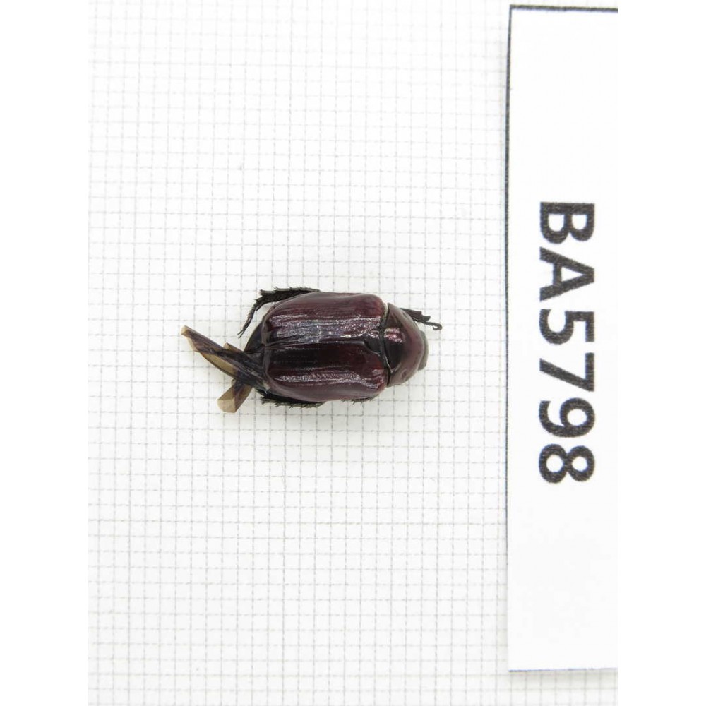 Rutelidae sp. China, Yunnan, Xiangerila, Mt.Daxueshan. 1Pcs. BA5798.