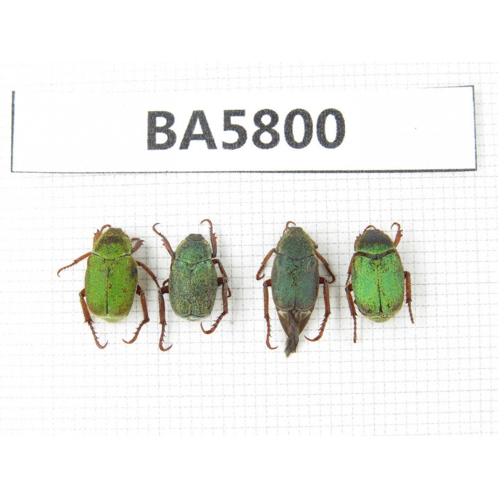 Cetoniidae sp. China, Yunnan, Xiangerila, Mt.Daxueshan. 4Pcs. BA5800.