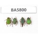 Cetoniidae sp. China, Yunnan, Xiangerila, Mt.Daxueshan. 4Pcs. BA5800.