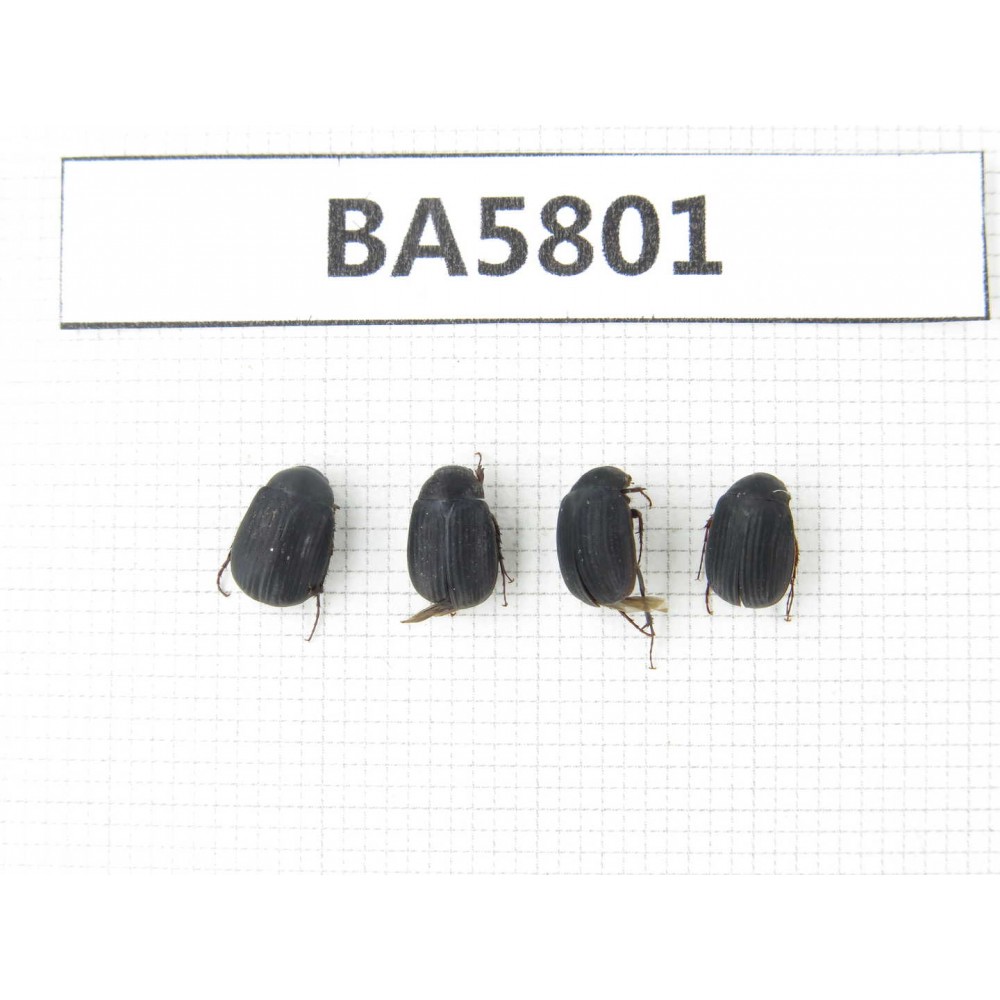 Melolonthidae sp. China, Yunnan, Xiangerila, Mt.Daxueshan. 4Pcs. BA5801.