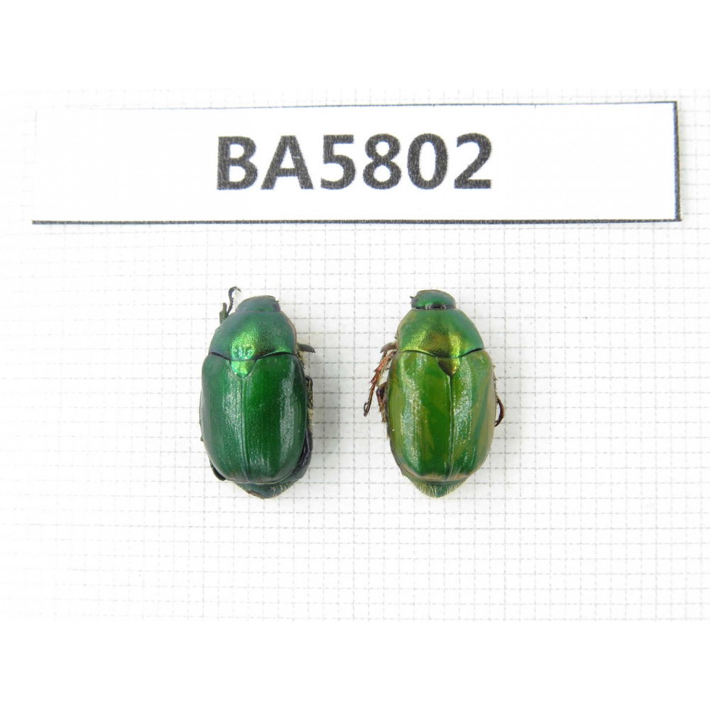 Rutelidae sp. China, Yunnan, Xiangerila, Mt.Daxueshan. 2Pcs. BA5802.