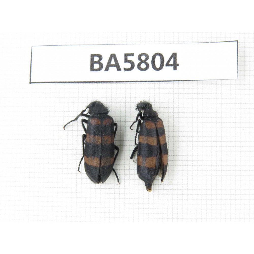 Coleoptera sp. China, Yunnan, Xiangerila, Mt.Daxueshan. 2Pcs. BA5804.