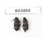 Coleoptera sp. China, Yunnan, Xiangerila, Mt.Daxueshan. 2Pcs. BA5804.