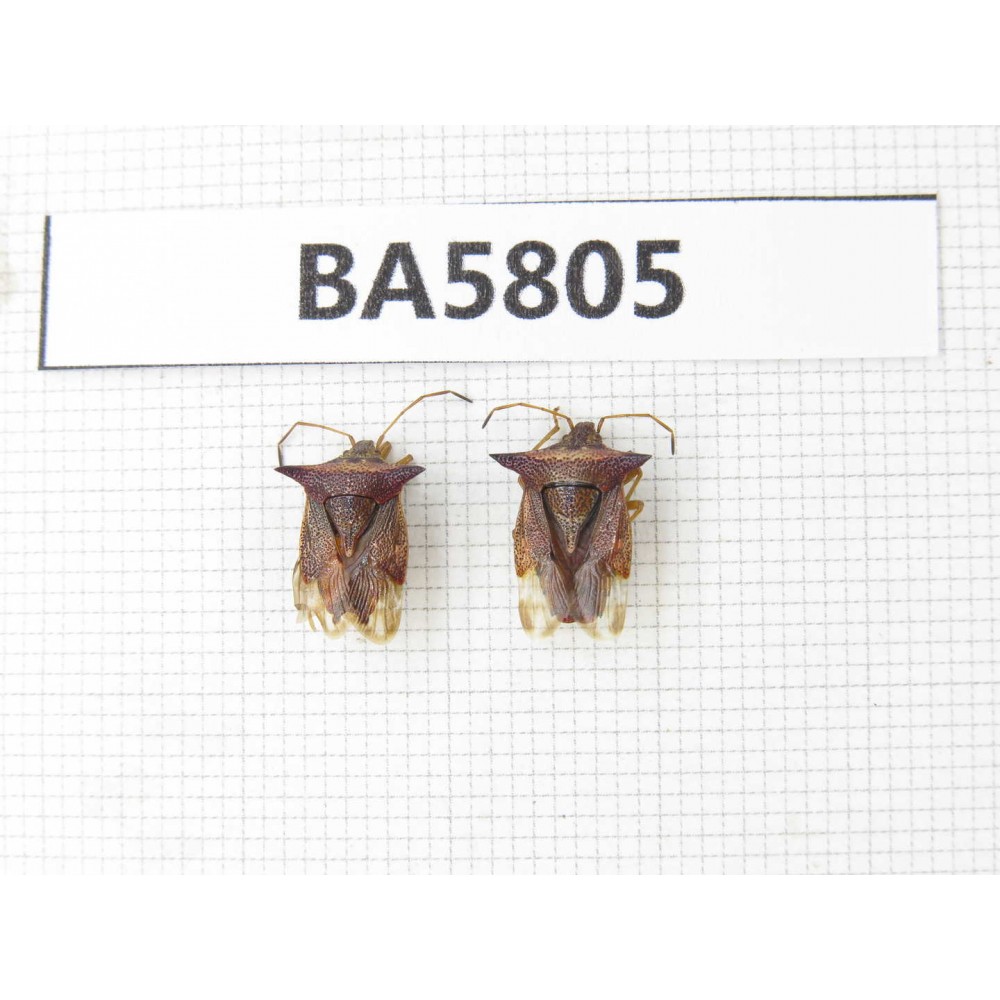 Hemiptera sp. China, Yunnan, Xiangerila, Mt.Daxueshan. 2Pcs. BA5805.