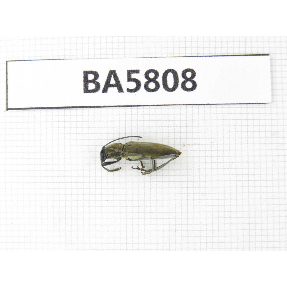 Cerambycidae sp. China, Yunnan, Xiangerila, Mt.Daxueshan. 1Pcs. BA5808.