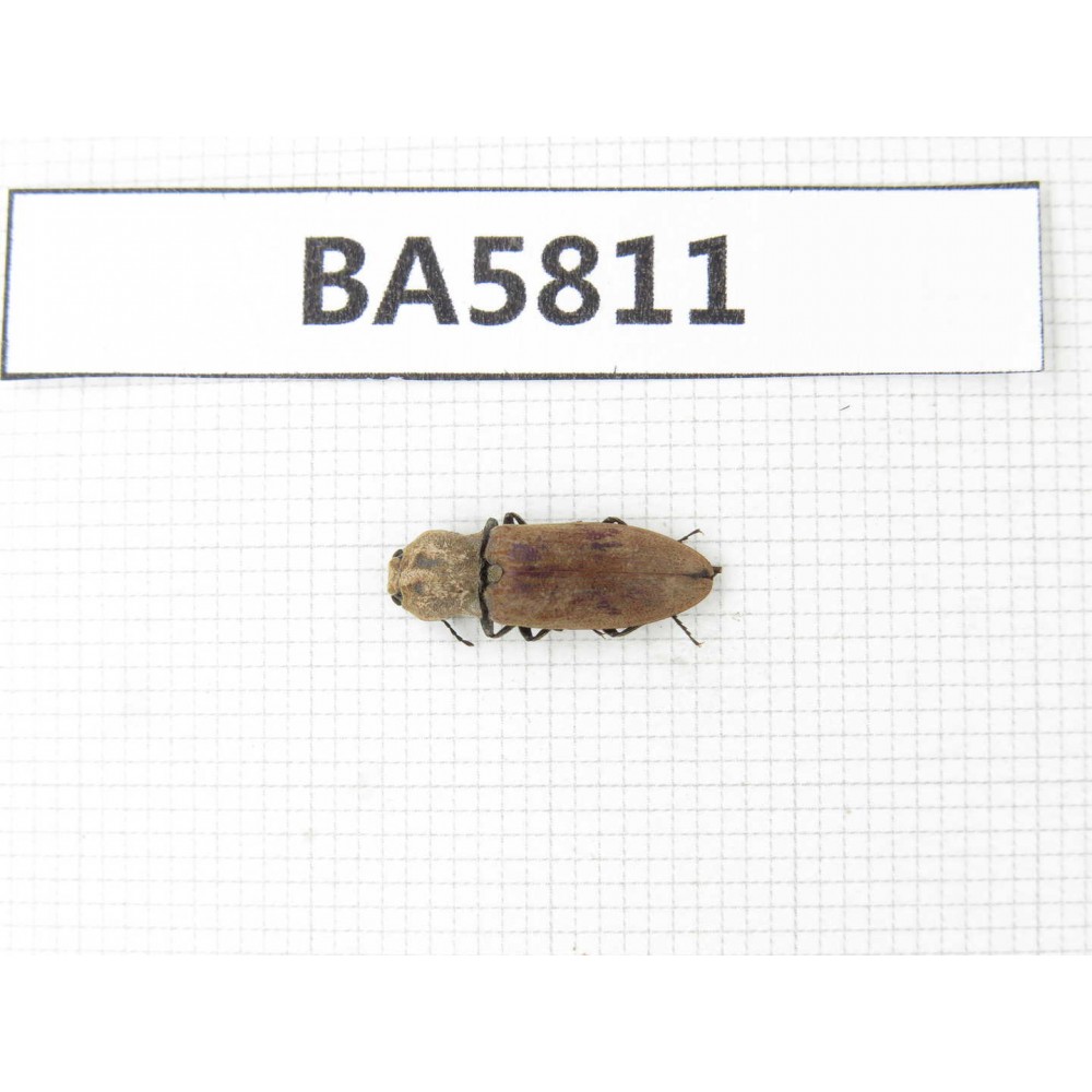 Elateridae sp. China, Yunnan, Xiangerila, Mt.Daxueshan. 1Pcs. BA5811.