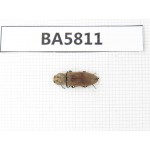 Elateridae sp. China, Yunnan, Xiangerila, Mt.Daxueshan. 1Pcs. BA5811.
