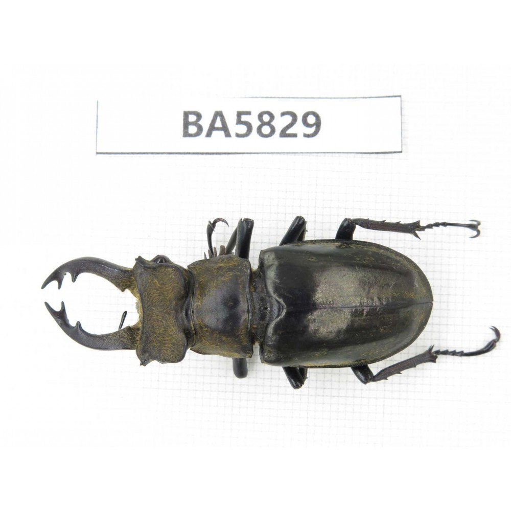 Lucanus nangsara. Myanmar, Kechin, Nanse. 1M. BA5829.