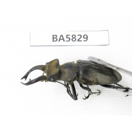 Lucanus nangsara. Myanmar, Kechin, Nanse. 1M. BA5829.