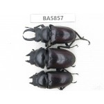 Dorcus sp. Myanmar, Kechin, Nanse. 1M2F. BA5857.