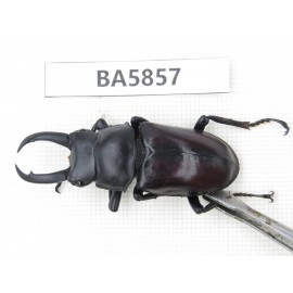 Dorcus sp. Myanmar, Kechin, Nanse. 1M2F. BA5857.