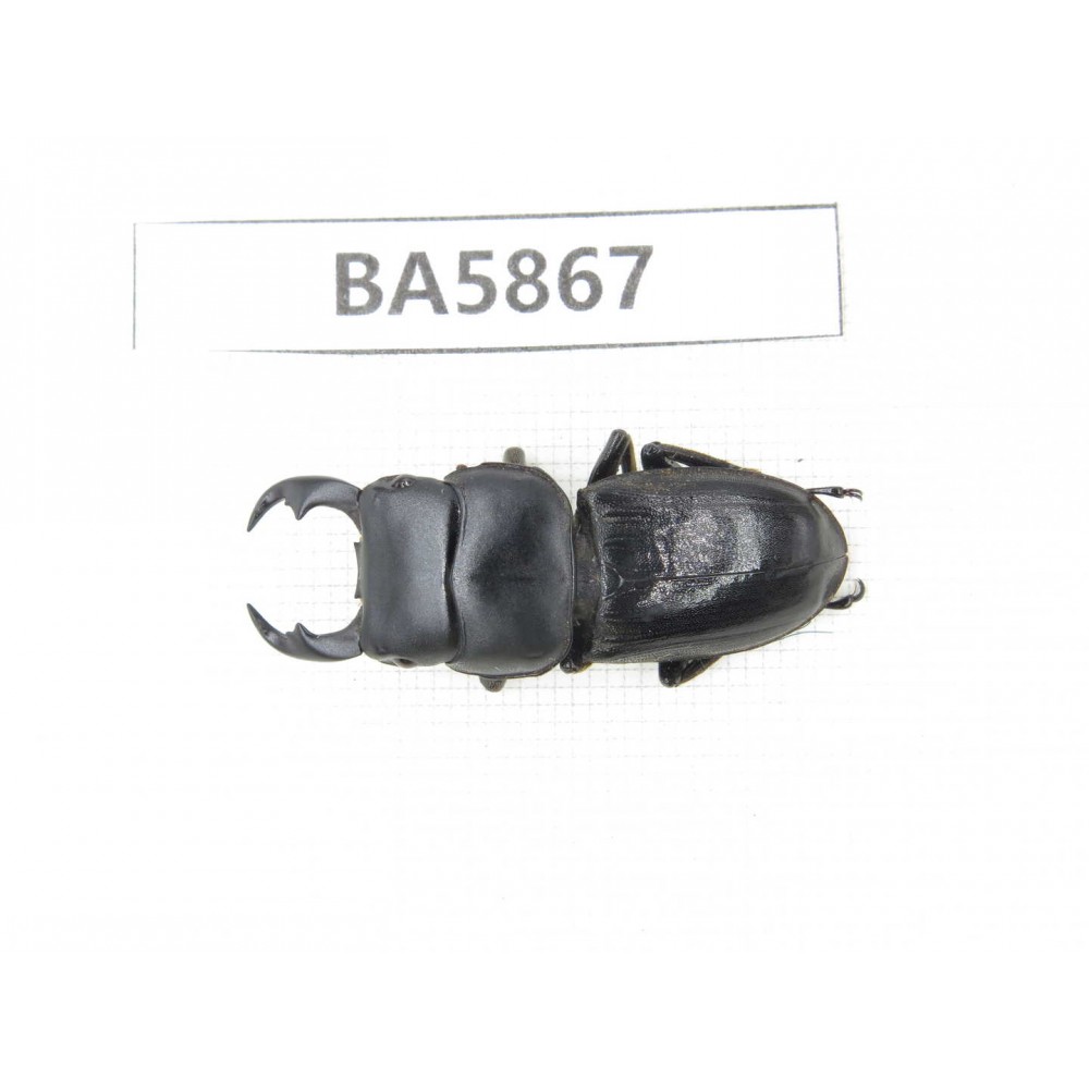 Dorcus sp. Myanmar, Kechin, Nanse. 1M. BA5867.