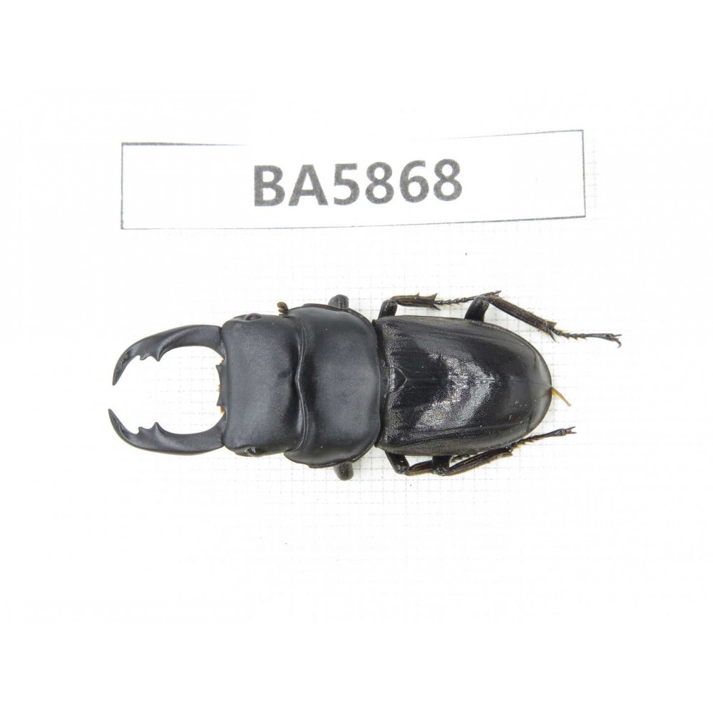 Dorcus sp. Myanmar, Kechin, Nanse. 1M. BA5868.