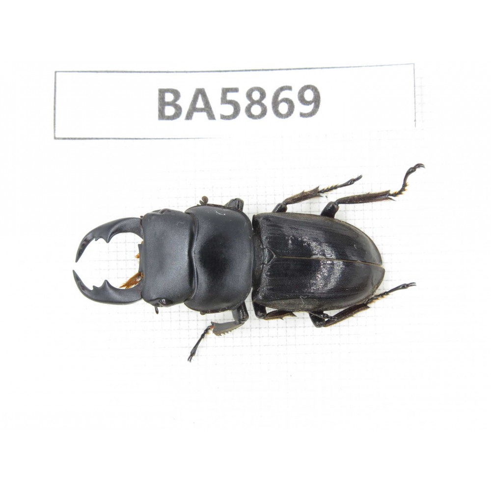 Dorcus sp. Myanmar, Kechin, Nanse. 1M. BA5869.
