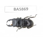 Dorcus sp. Myanmar, Kechin, Nanse. 1M. BA5869.