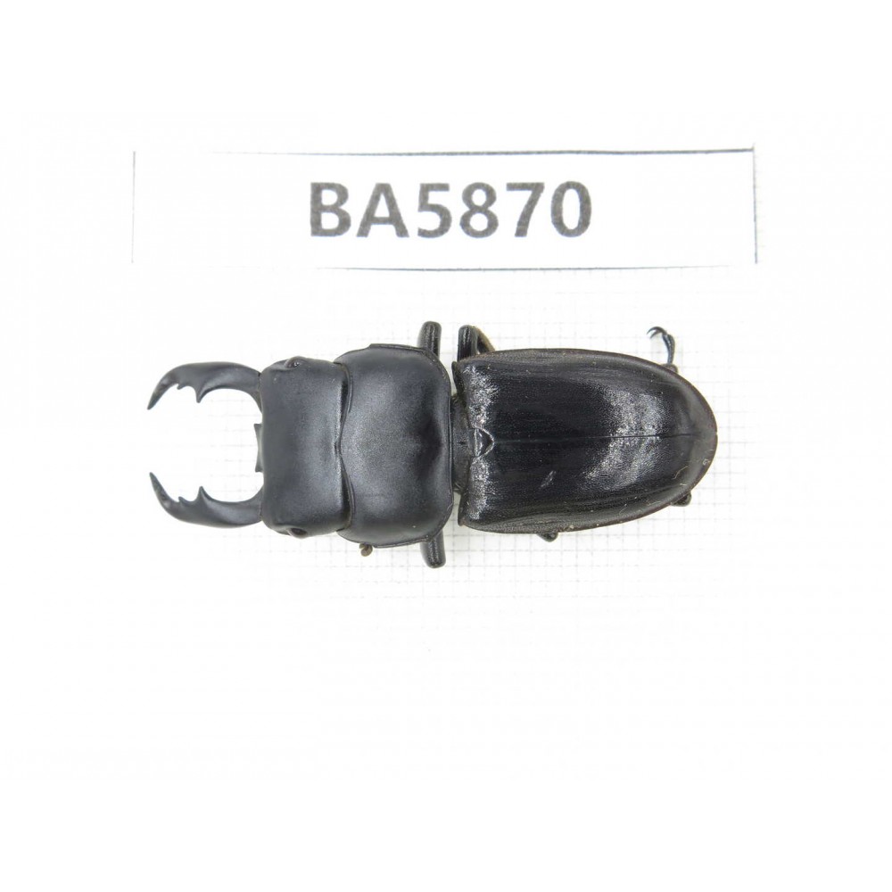 Dorcus sp. Myanmar, Kechin, Nanse. 1M. BA5870.