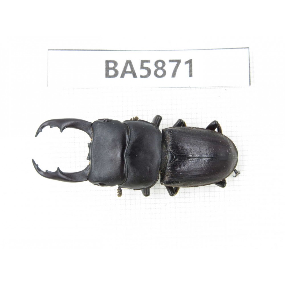 Dorcus sp. Myanmar, Kechin, Nanse. 1M. BA5871.