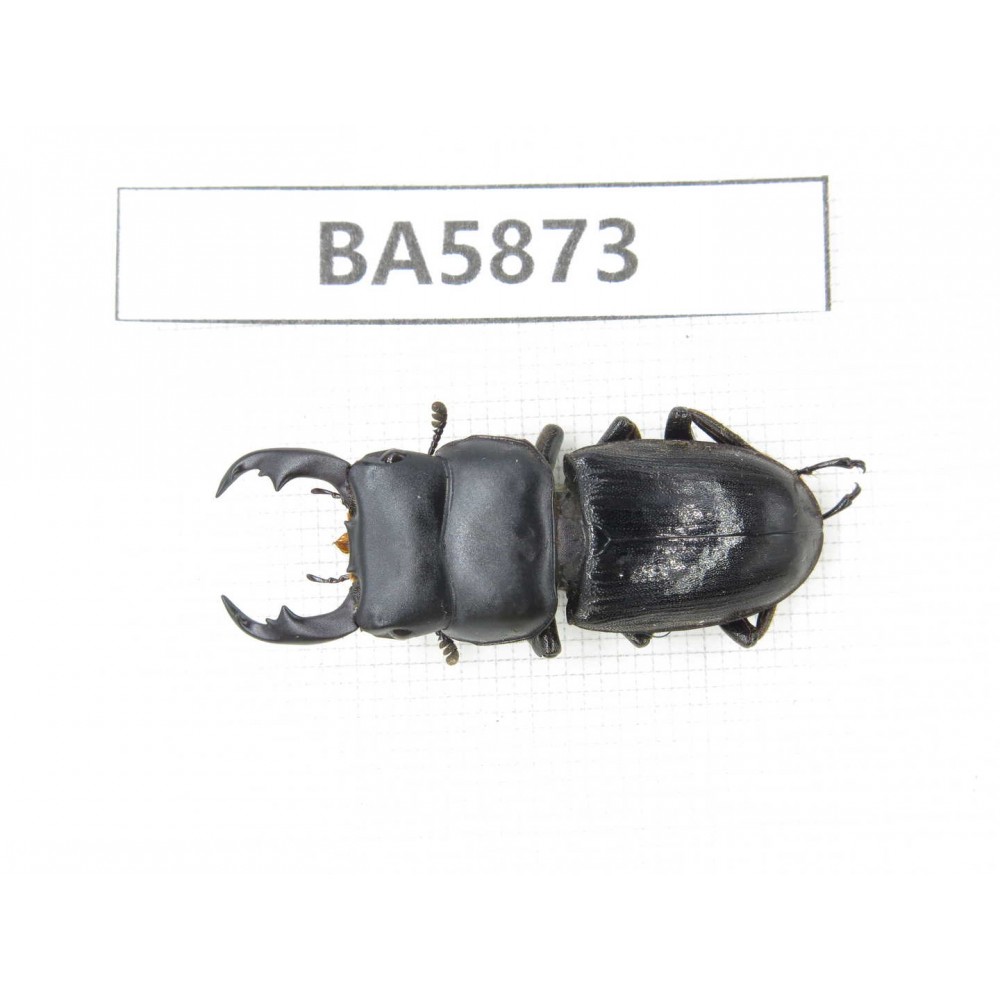Dorcus sp. Myanmar, Kechin, Nanse. 1M. BA5873.