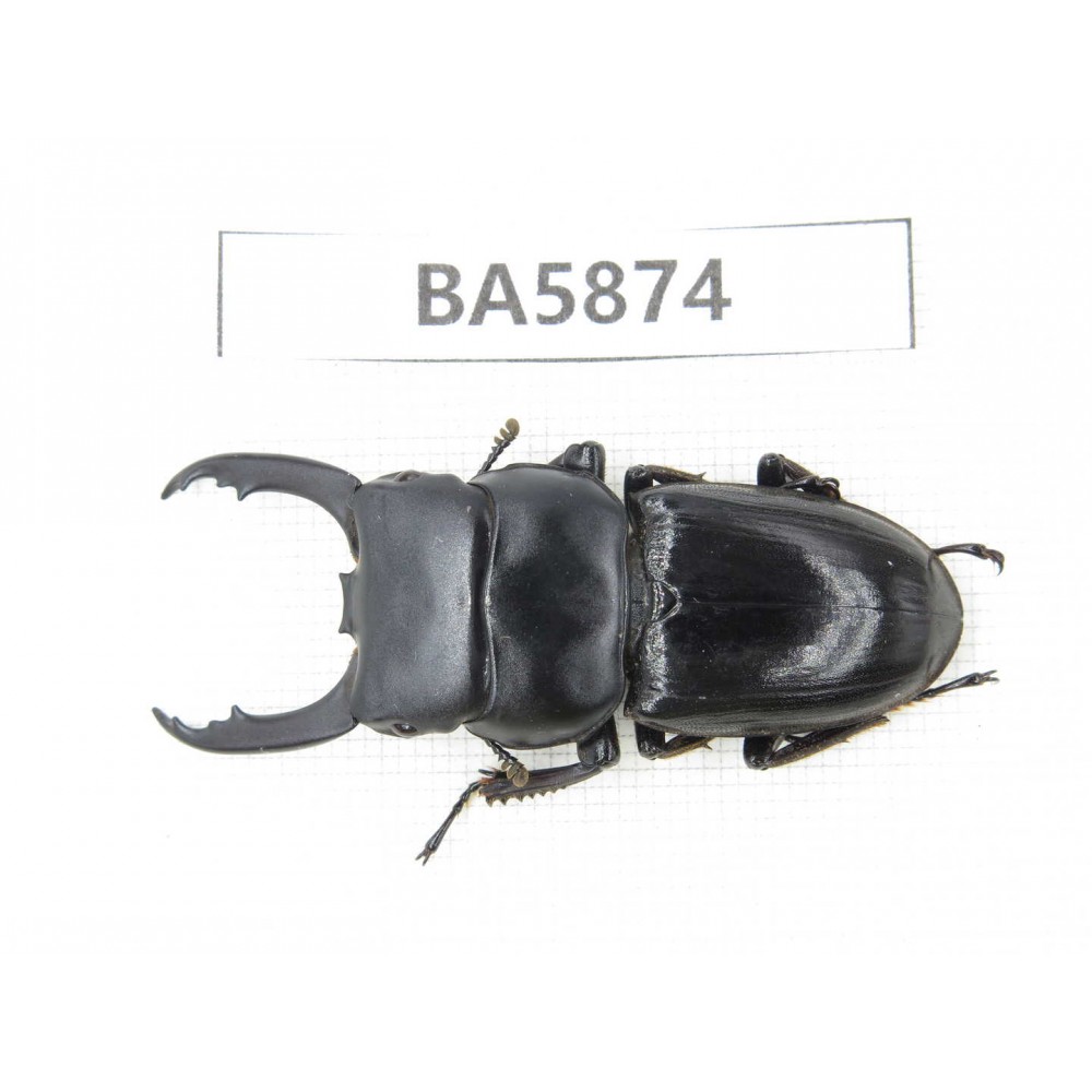 Dorcus sp. Myanmar, Kechin, Nanse. 1M. BA5874.